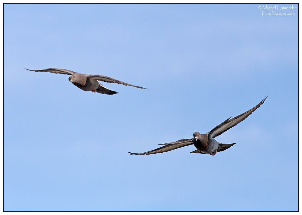 Rock Dove, Flight