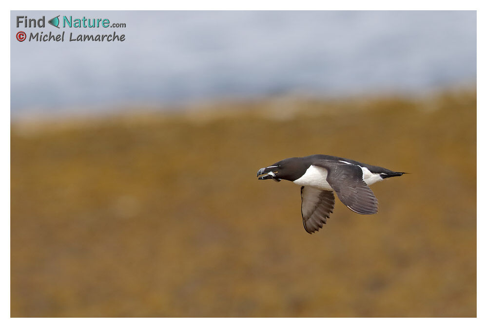 Pingouin torda, Vol, pêche/chasse