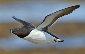 Razorbill