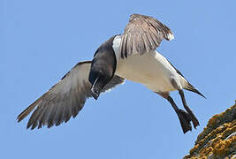 Razorbill