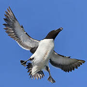 Razorbill