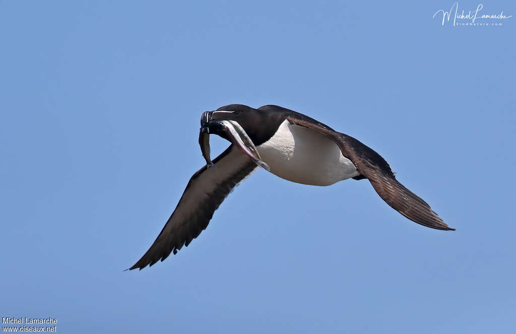 Razorbilladult breeding, Flight, feeding habits, Reproduction-nesting