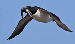 Razorbill