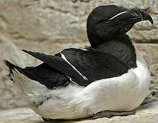 Razorbill