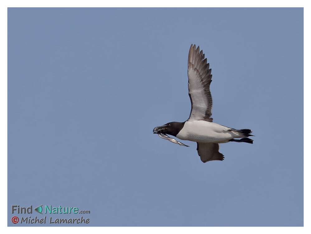 Razorbill