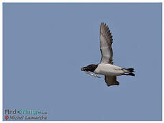 Razorbill