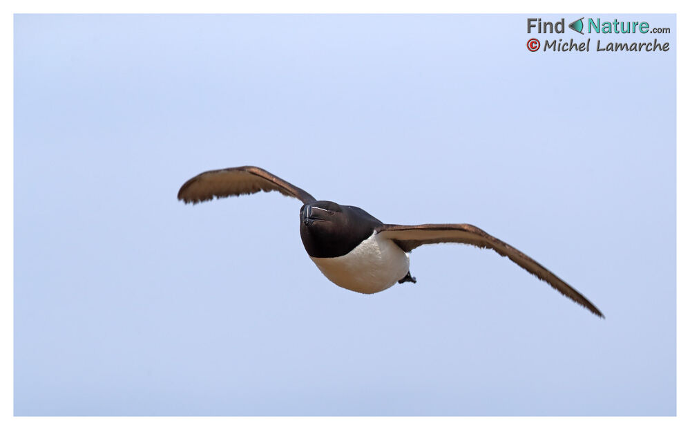 Razorbill