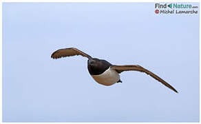 Razorbill