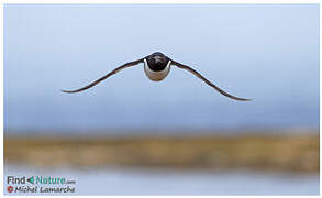 Razorbill