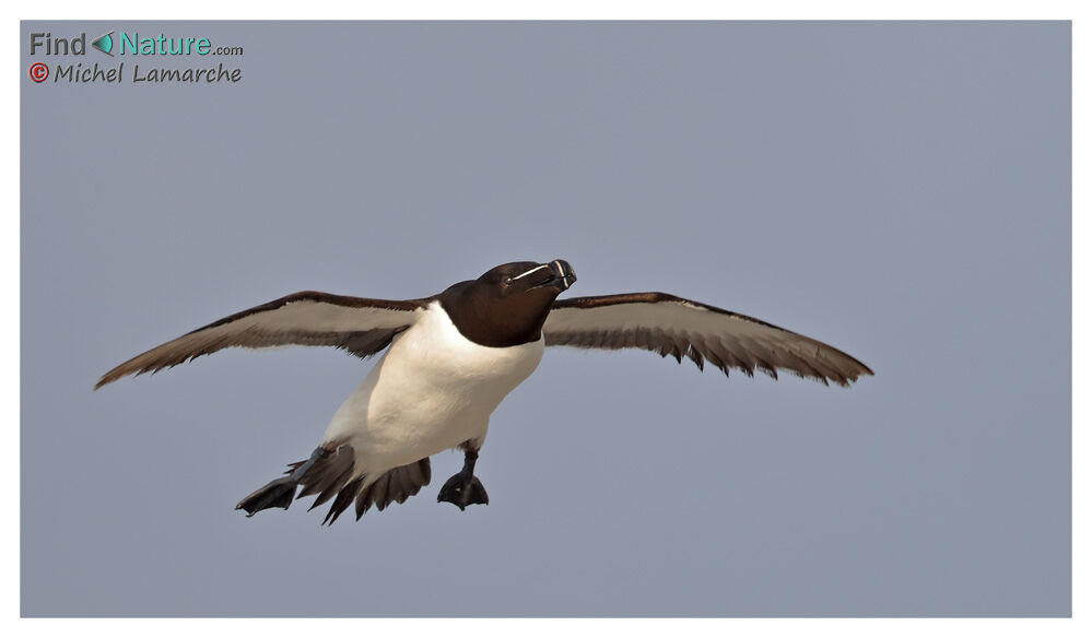 Razorbill