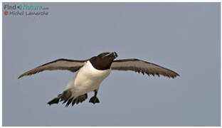 Razorbill