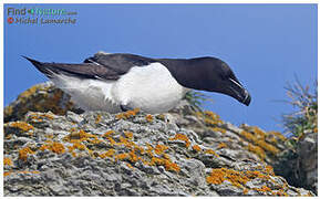 Razorbill