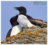 Razorbill