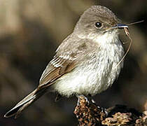 Eastern Wood Pewee