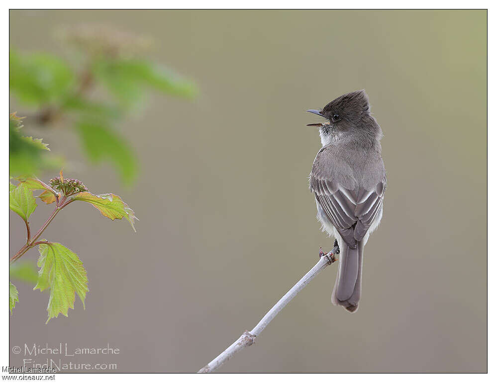 Eastern Wood Peweeadult, song