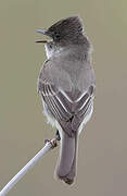 Eastern Wood Pewee