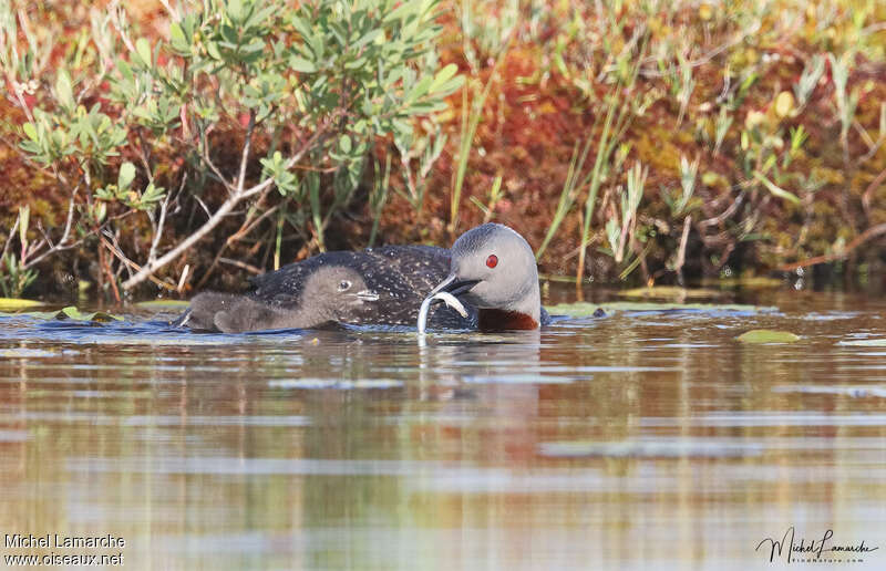 Red-throated Loon, feeding habits, Reproduction-nesting