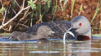 Red-throated Loon