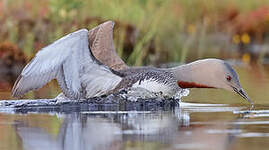 Plongeon catmarin