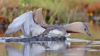 Red-throated Loon