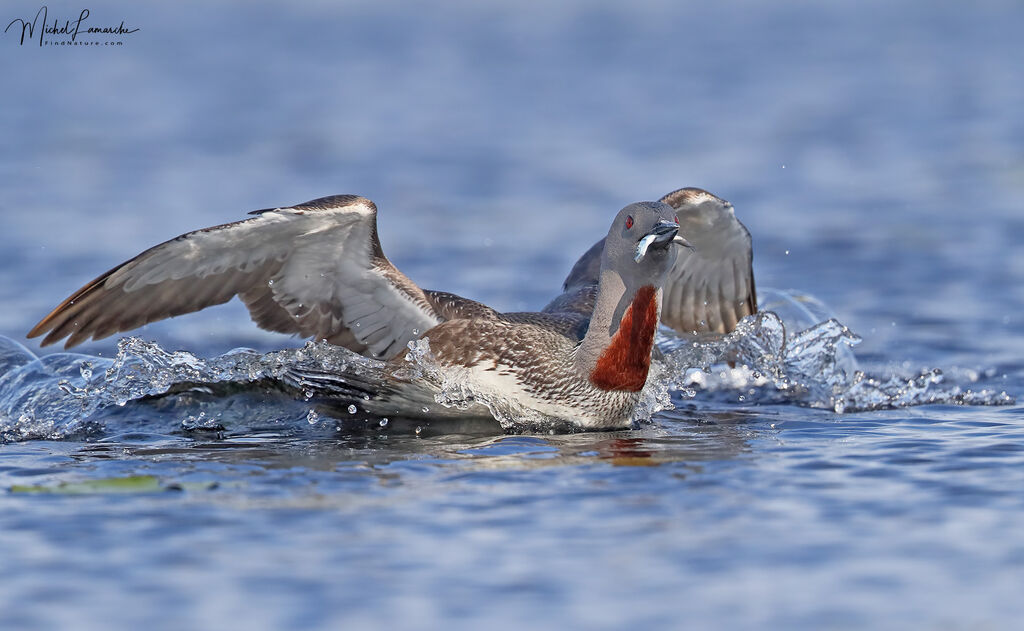 Red-throated Loon