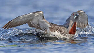 Red-throated Loon