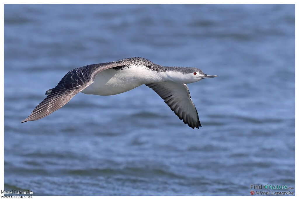 Red-throated Loonadult post breeding, Flight