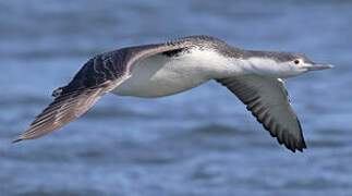 Red-throated Loon