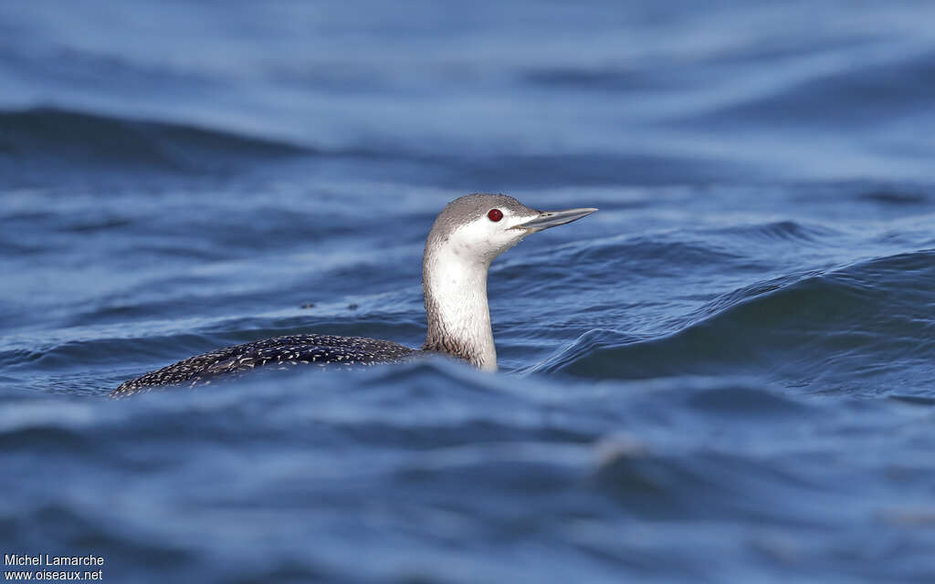 Plongeon catmarinadulte internuptial, identification