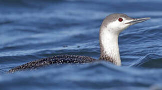 Red-throated Loon