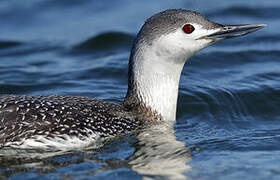 Red-throated Loon