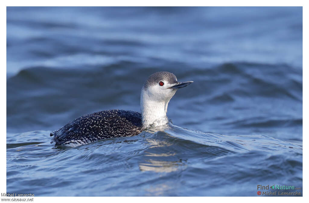 Red-throated Loonadult post breeding, pigmentation, swimming