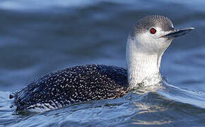 Red-throated Loon