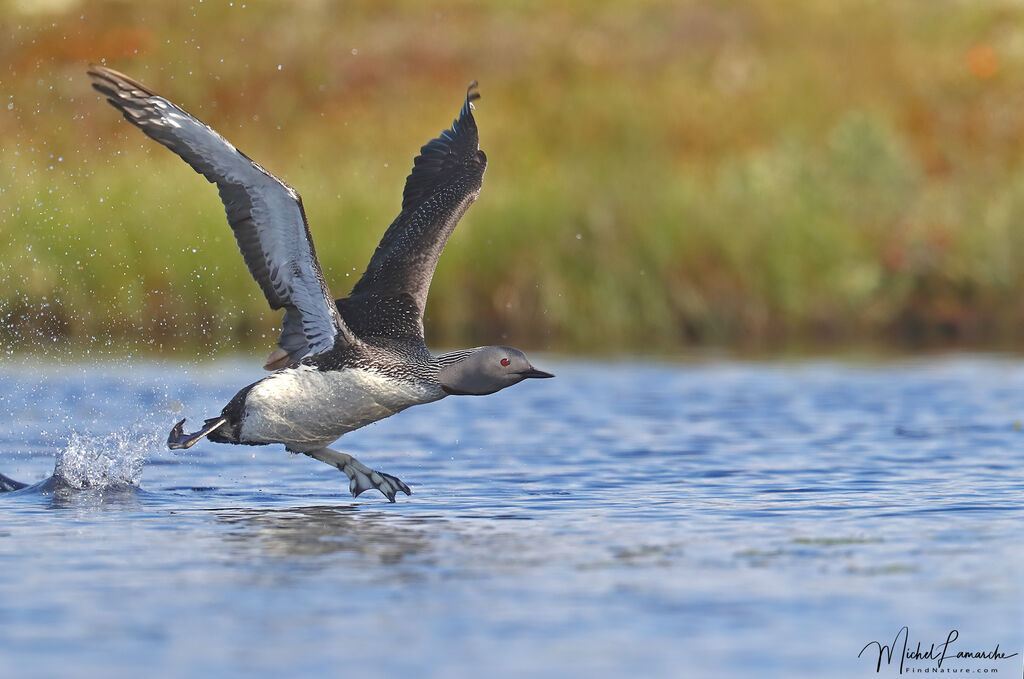 Red-throated Loon