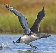 Plongeon catmarin