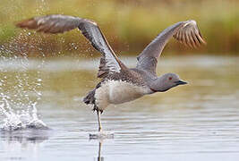 Red-throated Loon