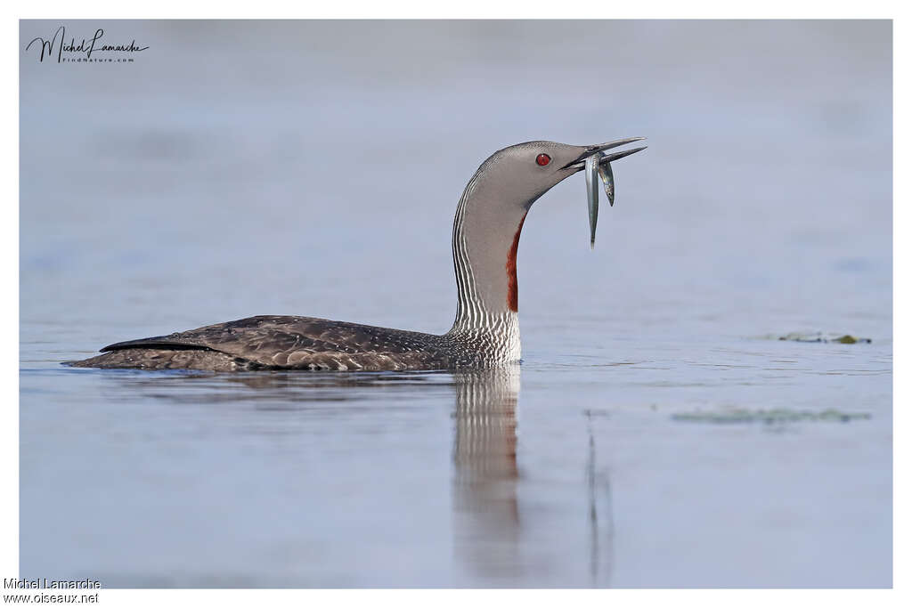 Red-throated Loonadult breeding, feeding habits, fishing/hunting