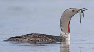 Red-throated Loon