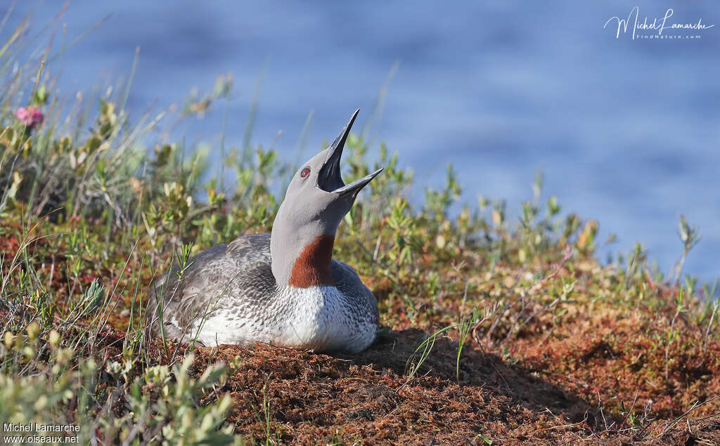 Red-throated Loonadult breeding, Reproduction-nesting, song, Behaviour