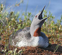 Red-throated Loon