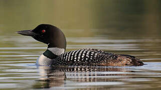 Common Loon