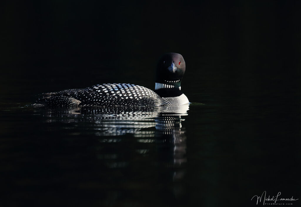 Common Loon