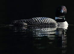 Common Loon