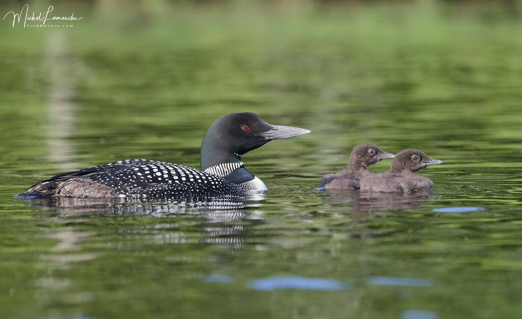 Common Loon