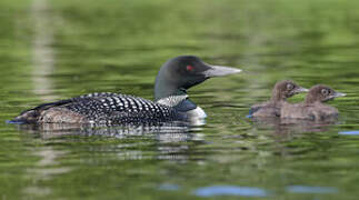 Common Loon