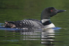 Common Loon