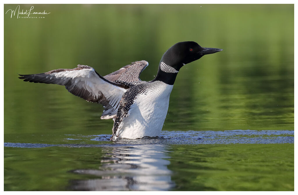 Plongeon imbrin