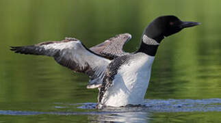 Common Loon