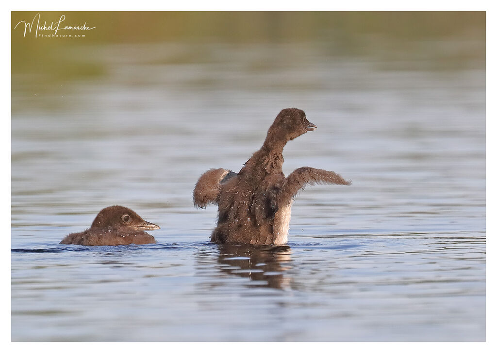 Common Loonjuvenile