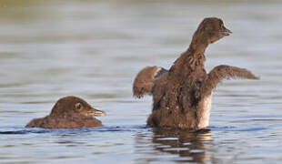 Common Loon